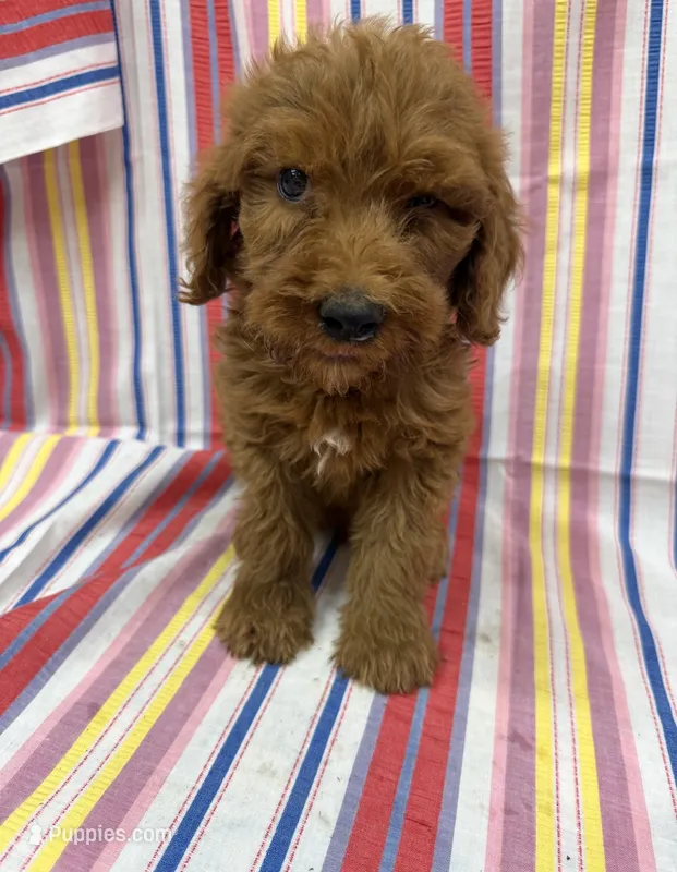 Paxton 8882 – Goldendoodle puppy for sale in Cabool, MO
