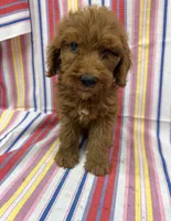 Paxton 8882, a male Goldendoodle for sale in Cabool, MO – 1 of 1