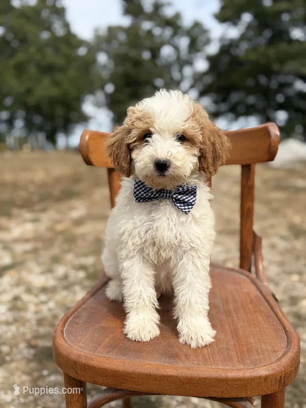 Duke 1574 – Miniature Goldendoodle puppy for sale in Cabool, MO