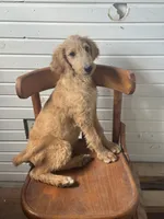 Abby 0058, a female Goldendoodle for sale in Cabool, MO – 1 of 1