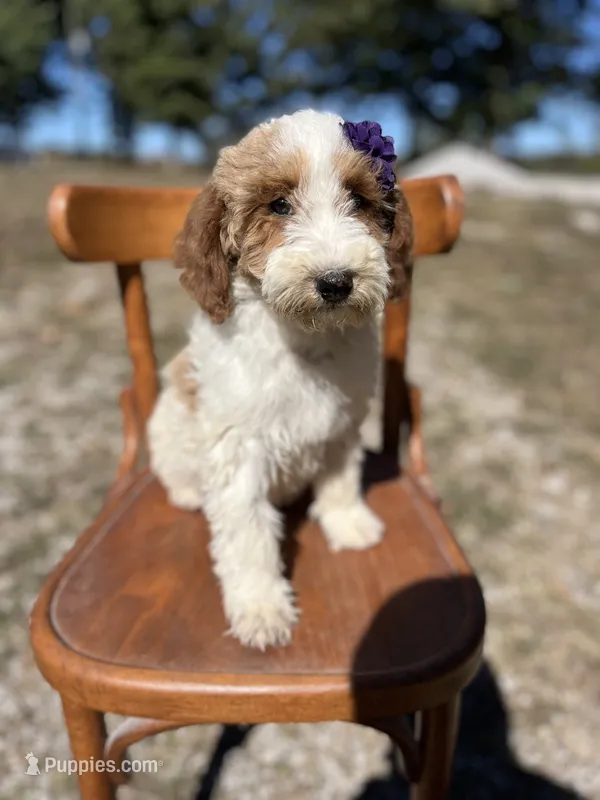 Dixie 1407 – Miniature Goldendoodle puppy for sale in Cabool, MO