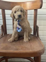 Albert 9959, a male Goldendoodle for sale in Cabool, MO – 1 of 1
