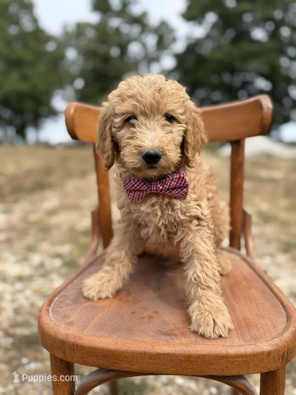 Louis 8838 – Goldendoodle puppy for sale in Cabool, MO