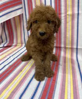 Polly 1510, a female Goldendoodle for sale in Cabool, MO – 1 of 1
