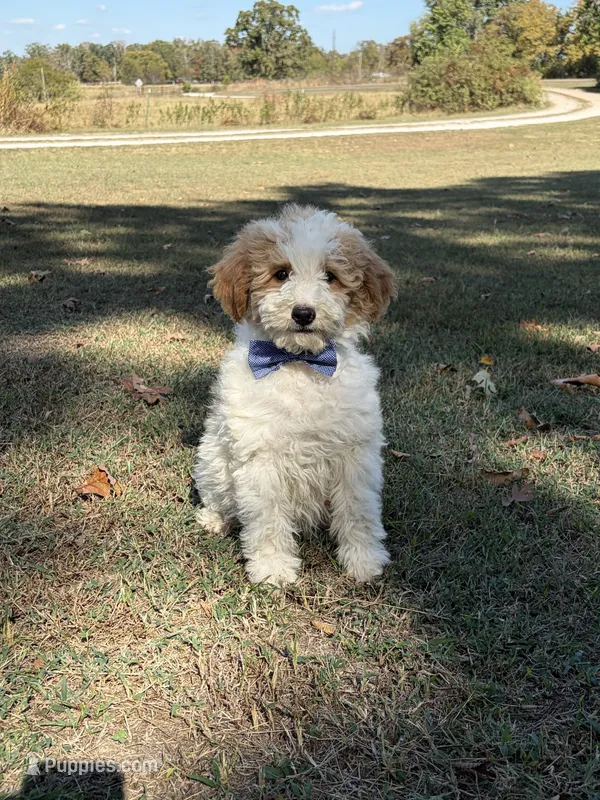 Duke 1574 – Miniature Goldendoodle puppy for sale in Cabool, MO