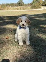 Duke 1574, a male Miniature Goldendoodle for sale in Cabool, MO – 1 of 2