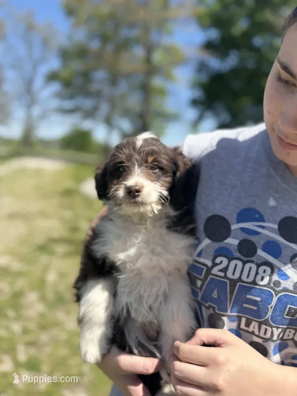 Waylon – Miniature Aussiedoodle puppy for sale in Cabool, MO