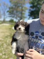 Waylon, a male Miniature Aussiedoodle for sale in Cabool, MO – Photo 1 of 2