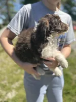 Waylon, a male Miniature Aussiedoodle for sale in Cabool, MO – Photo 2 of 2
