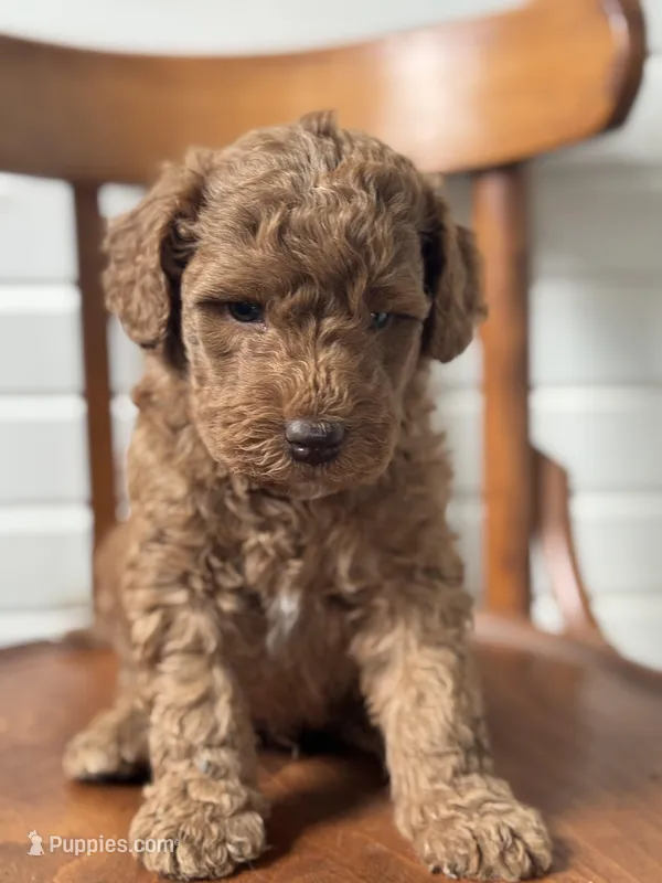 Graham – Goldendoodle puppy for sale in Cabool, MO