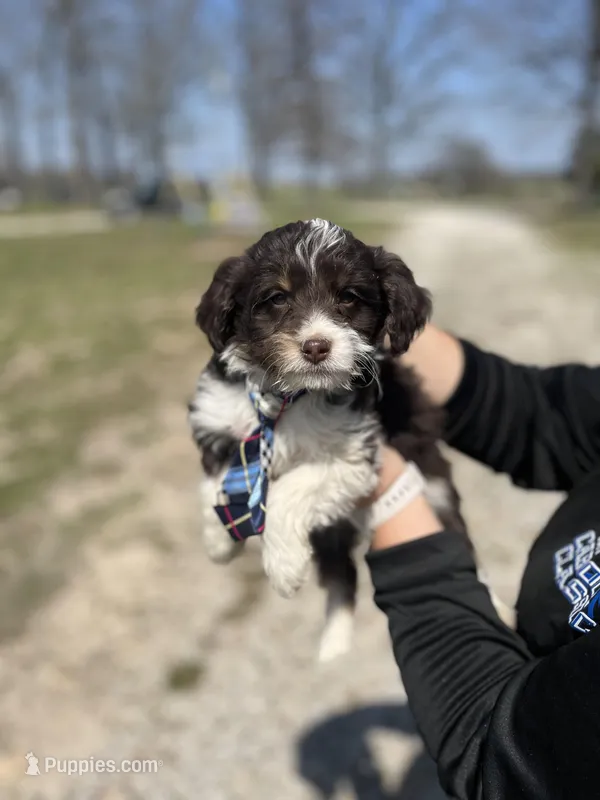 Waylon 0155 – Miniature Aussiedoodle puppy for sale in Cabool, MO