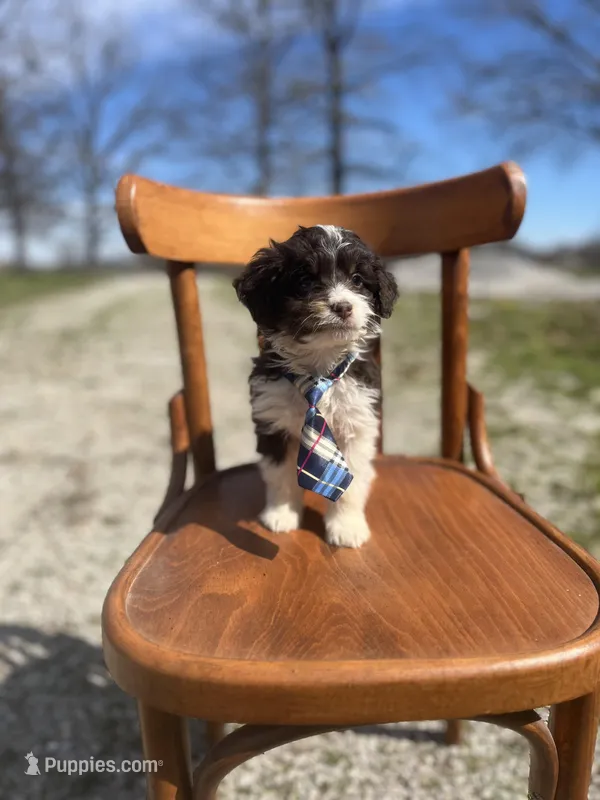 Waylon 0155 – Miniature Aussiedoodle puppy for sale in Cabool, MO
