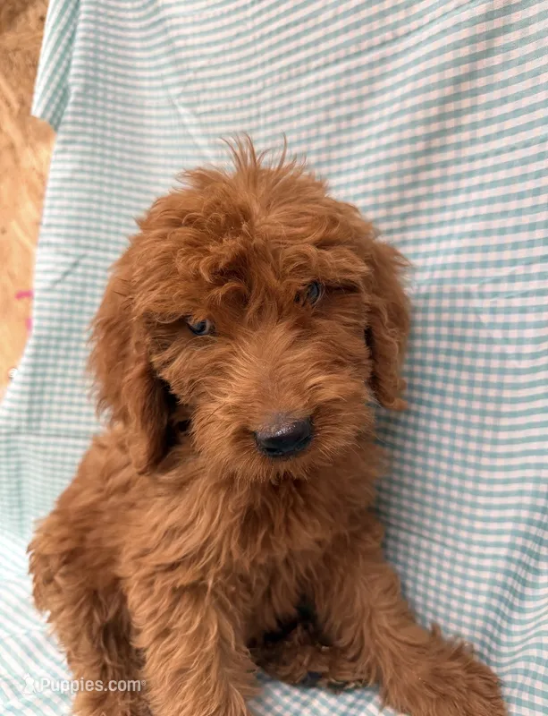 Porter 1937 – Goldendoodle puppy on hold in Cabool, MO