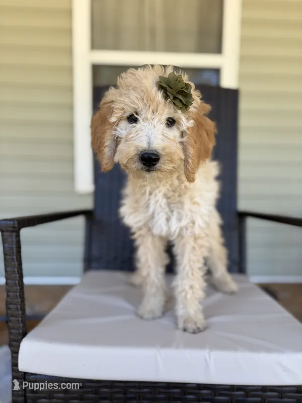 Luna 0779 – Goldendoodle puppy for sale in Cabool, MO