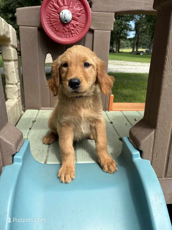 Jolene purple – Golden Retriever puppy for sale in Cabool, MO