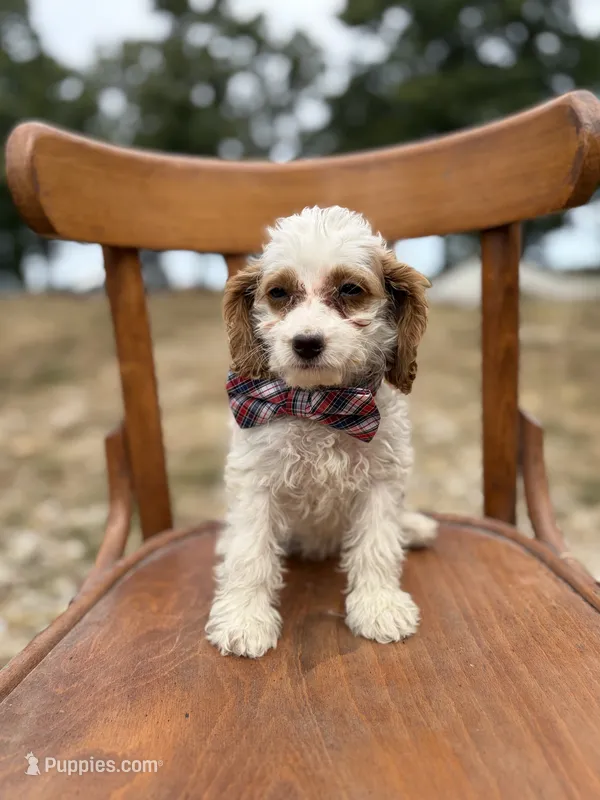 Scotty 3900 – Cavapoo puppy for sale in Cabool, MO