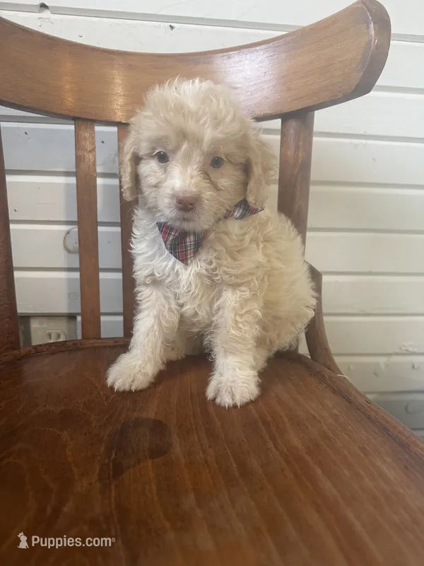 Hollis 6268 – Miniature Aussiedoodle puppy for sale in Cabool, MO