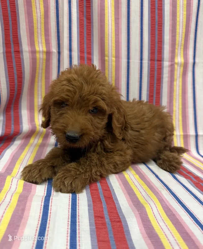 Porter 1937 – Goldendoodle puppy for sale in Cabool, MO