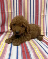 Porter 1937, a male Goldendoodle for sale in Cabool, MO – 1 of 1