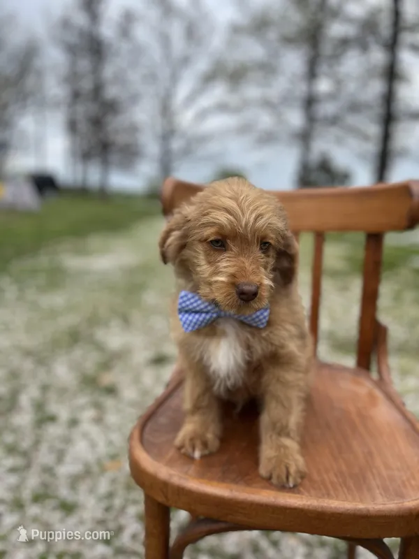 Wallace – Miniature Aussiedoodle puppy for sale in Cabool, MO