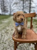 Wallace, a male Miniature Aussiedoodle for sale in Cabool, MO – Photo 2 of 2