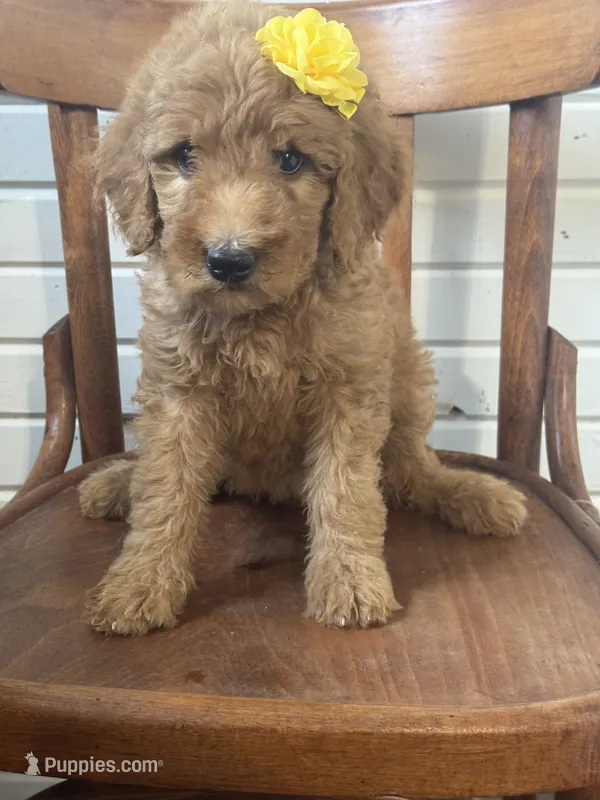 Annie 8341 – Goldendoodle puppy for sale in Cabool, MO