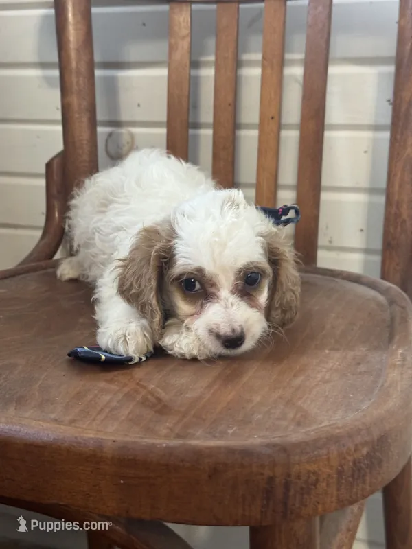 Scotty – Cavapoo puppy for sale in Cabool, MO
