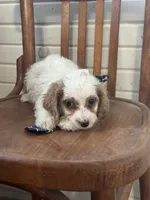 Scotty, a male Cavapoo for sale in Cabool, MO – 1 of 1