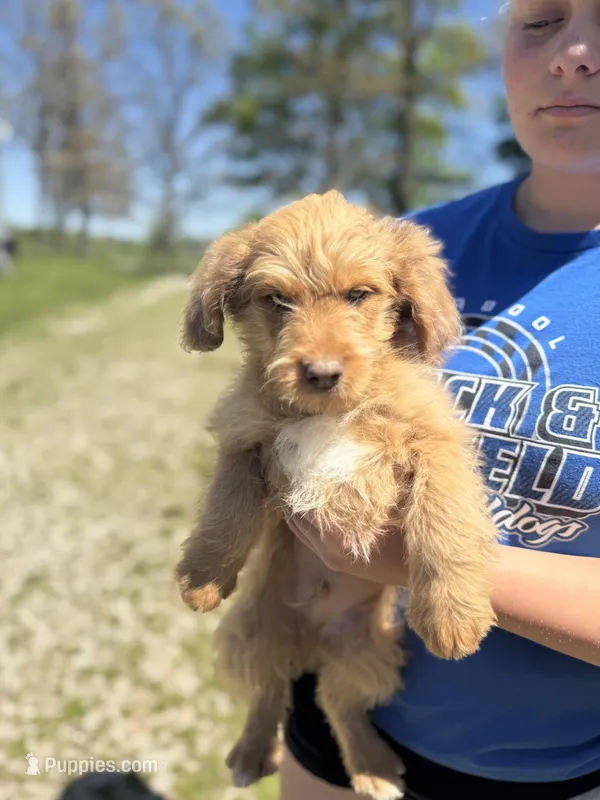 Wallace – Miniature Aussiedoodle puppy for sale in Cabool, MO