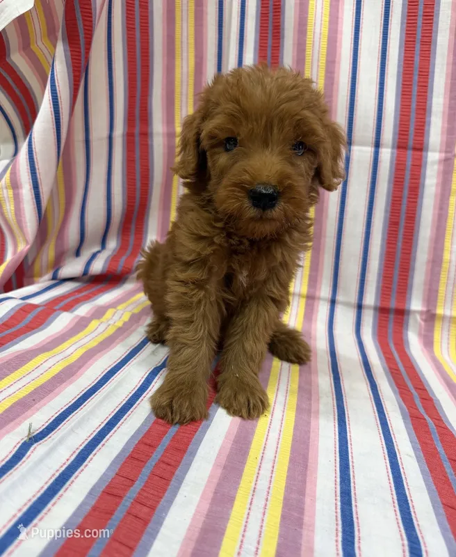 Percy 1165 – Goldendoodle puppy for sale in Cabool, MO
