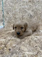 Jolene purple, a female Golden Retriever for sale in Cabool, MO – 2 of 2