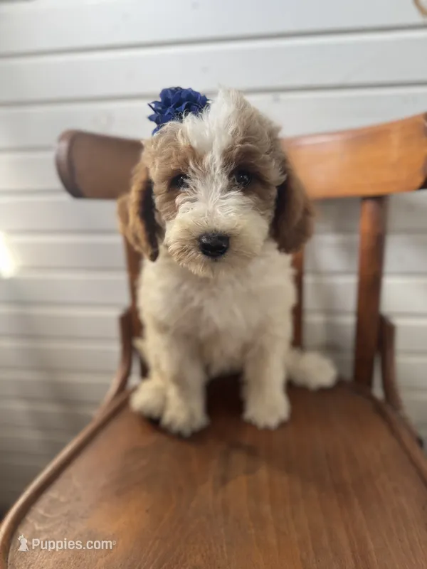 Dixie 1407 – Miniature Goldendoodle puppy for sale in Cabool, MO