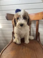 Dixie 1407, a female Miniature Goldendoodle for sale in Cabool, MO – 1 of 1