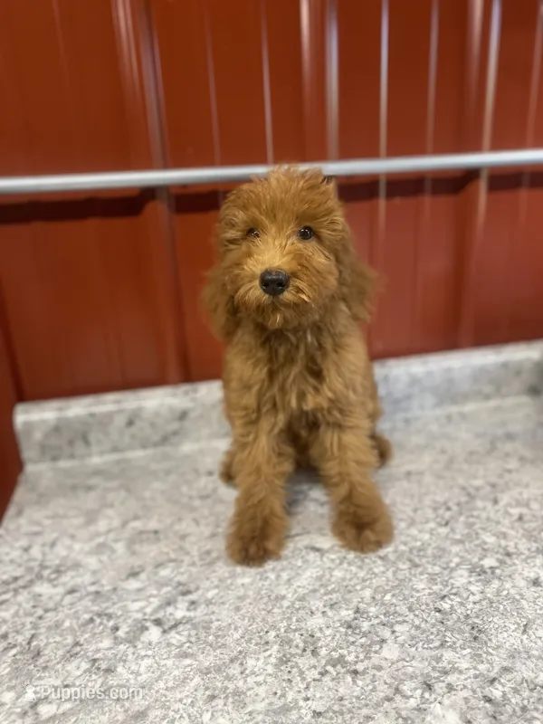 Perry 9012 – Goldendoodle puppy for sale in Cabool, MO