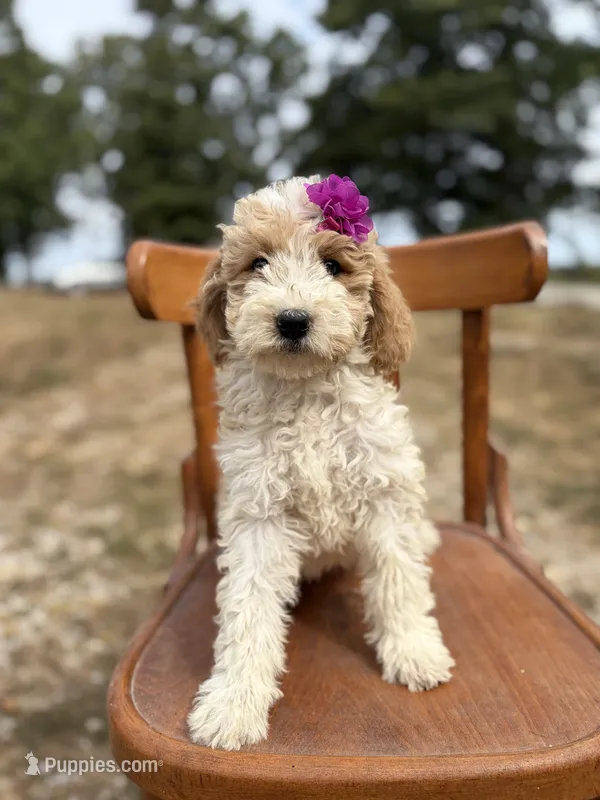 Daisy 1084 – Miniature Goldendoodle puppy for sale in Cabool, MO