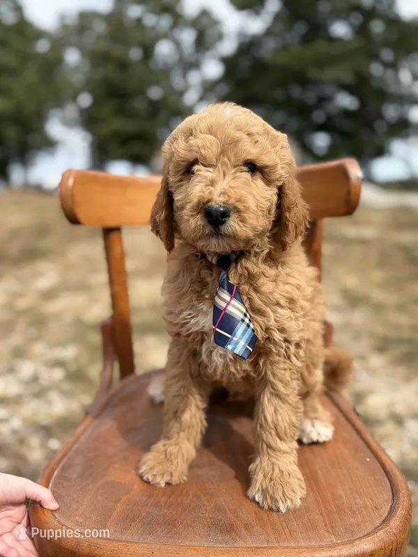 Lance 0809 – Goldendoodle puppy for sale in Cabool, MO