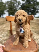 Lance 0809, a male Goldendoodle for sale in Cabool, MO – 1 of 1