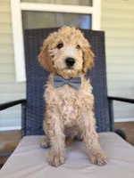 Louis 8388, a male Goldendoodle for sale in Cabool, MO – 2 of 3