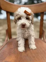 Sassy 0172, a female Cavapoo for sale in Cabool, MO – 1 of 1
