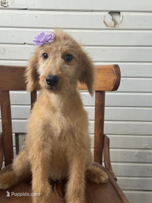 Abby 0058 – Goldendoodle puppy for sale in Cabool, MO