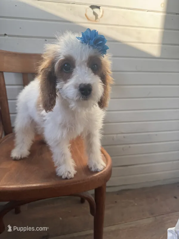Sammie 3556 – Cavapoo puppy for sale in Cabool, MO