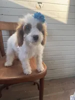 Sammie 3556, a female Cavapoo for sale in Cabool, MO – 1 of 4