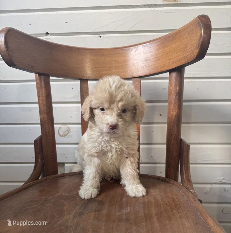 Hollis 6268 – Miniature Aussiedoodle puppy for sale in Cabool, MO