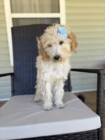 Leslie 0377, a female Goldendoodle for sale in Cabool, MO – 3 of 3
