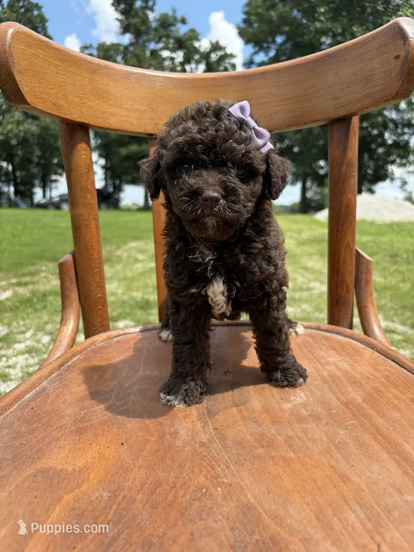 Haven 5887 – Miniature Aussiedoodle puppy for sale in Cabool, MO