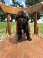 Haven 5887, a female Miniature Aussiedoodle for sale in Cabool, MO – 1 of 1