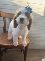 Sammie 3556, a female Cavapoo for sale in Cabool, MO – 4 of 4