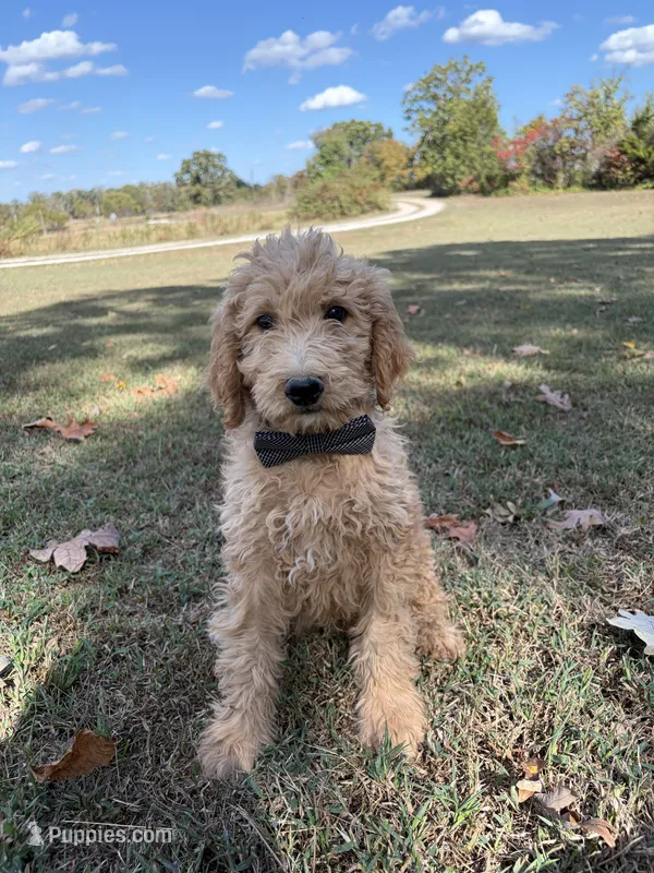 Louis 8388 – Goldendoodle puppy for sale in Cabool, MO