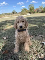 Louis 8388, a male Goldendoodle for sale in Cabool, MO – 1 of 1