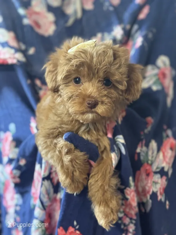 Shelby 0570 – Cavapoo puppy for sale in Cabool, MO